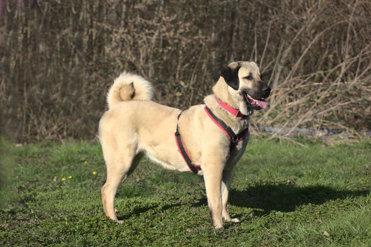 Pamuk - Kangal-Hirtenhund - Bild 4