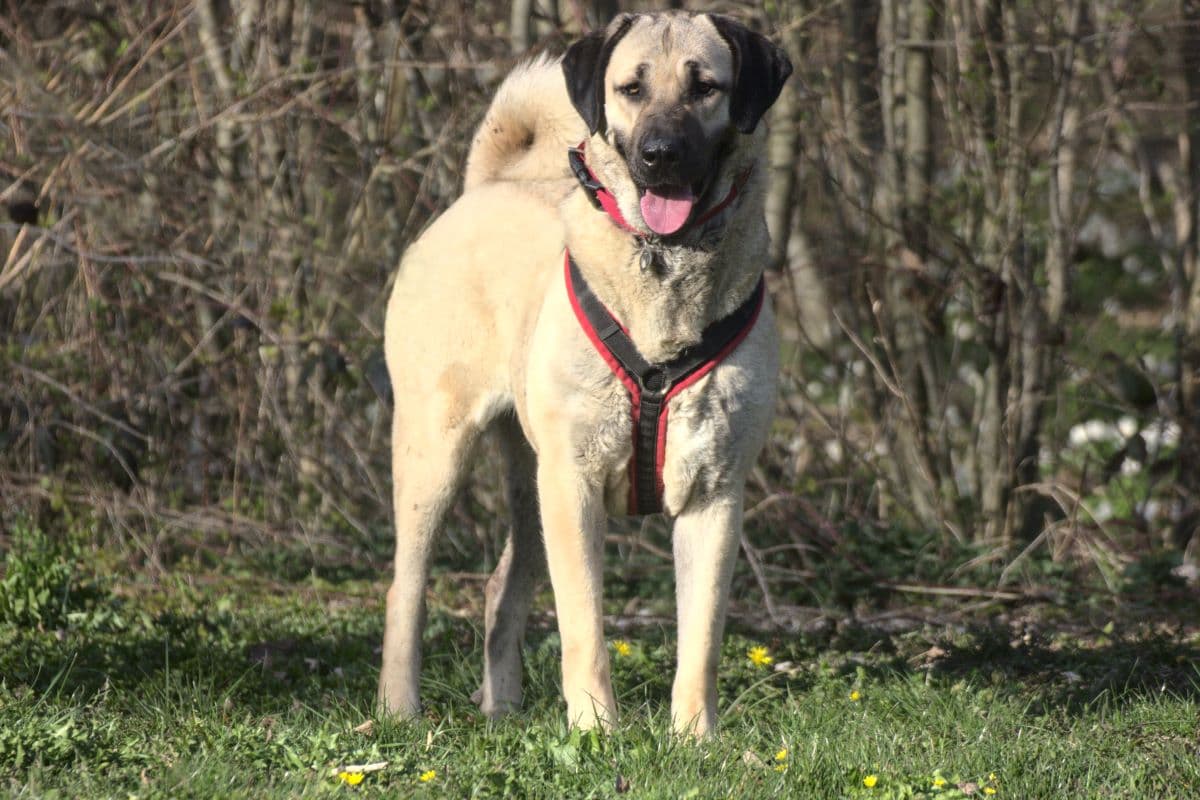 Pamuk - Kangal-Hirtenhund - Bild 6