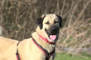 Kangal-Hirtenhund Pamuk