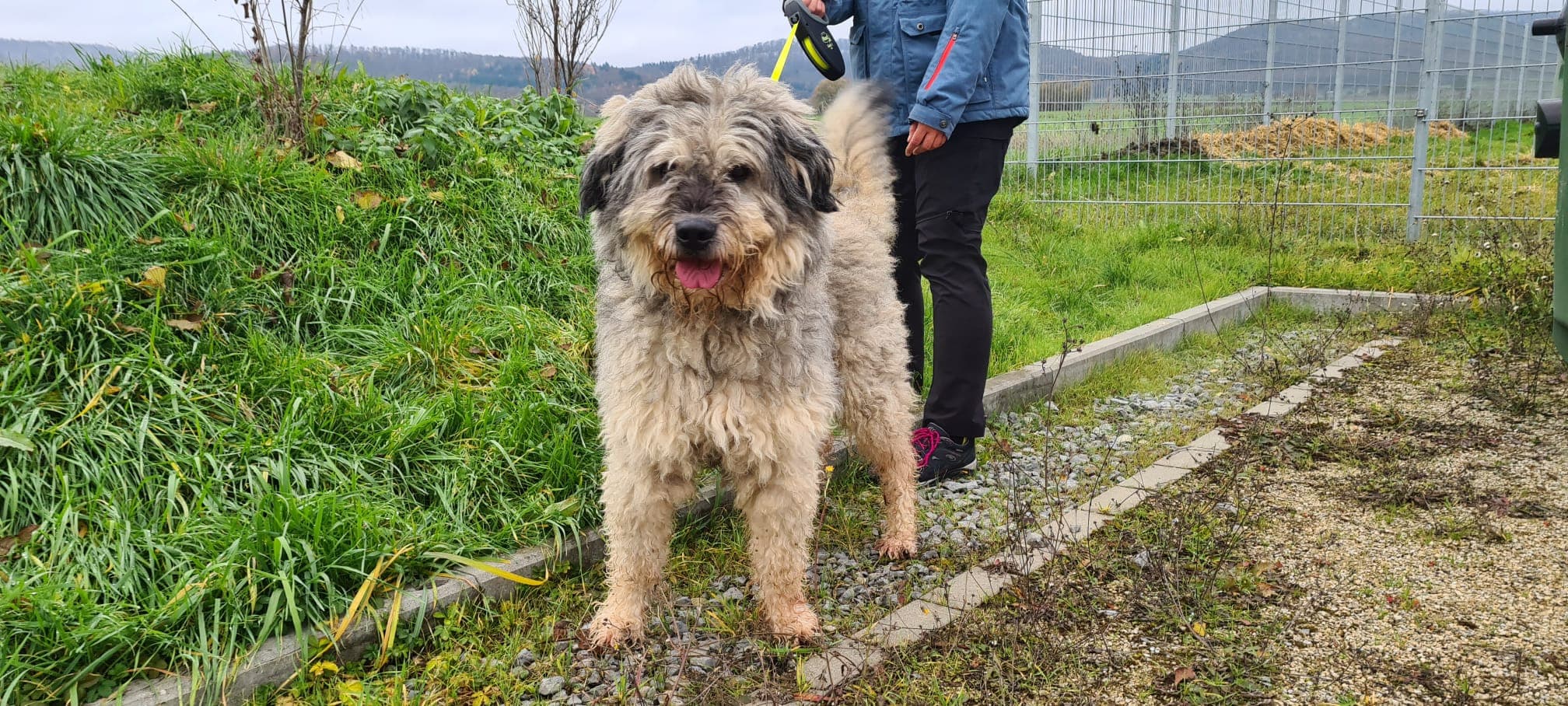 Micha - Ciobănesc Românesc Mioritic - Bild 2