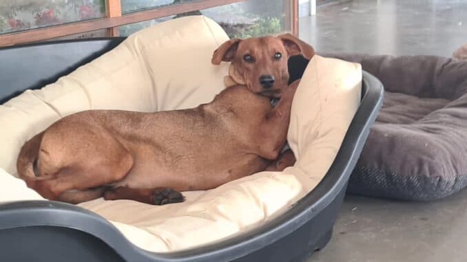 Deutscher Pinscher Lotte