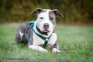 Fluffy - Staffordshire Bullterrier, American Staffordshire Terrier - Bild 2