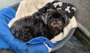 Sissi - Dackel, Shih Tzu, Jack Russell Terrier - Bild 5