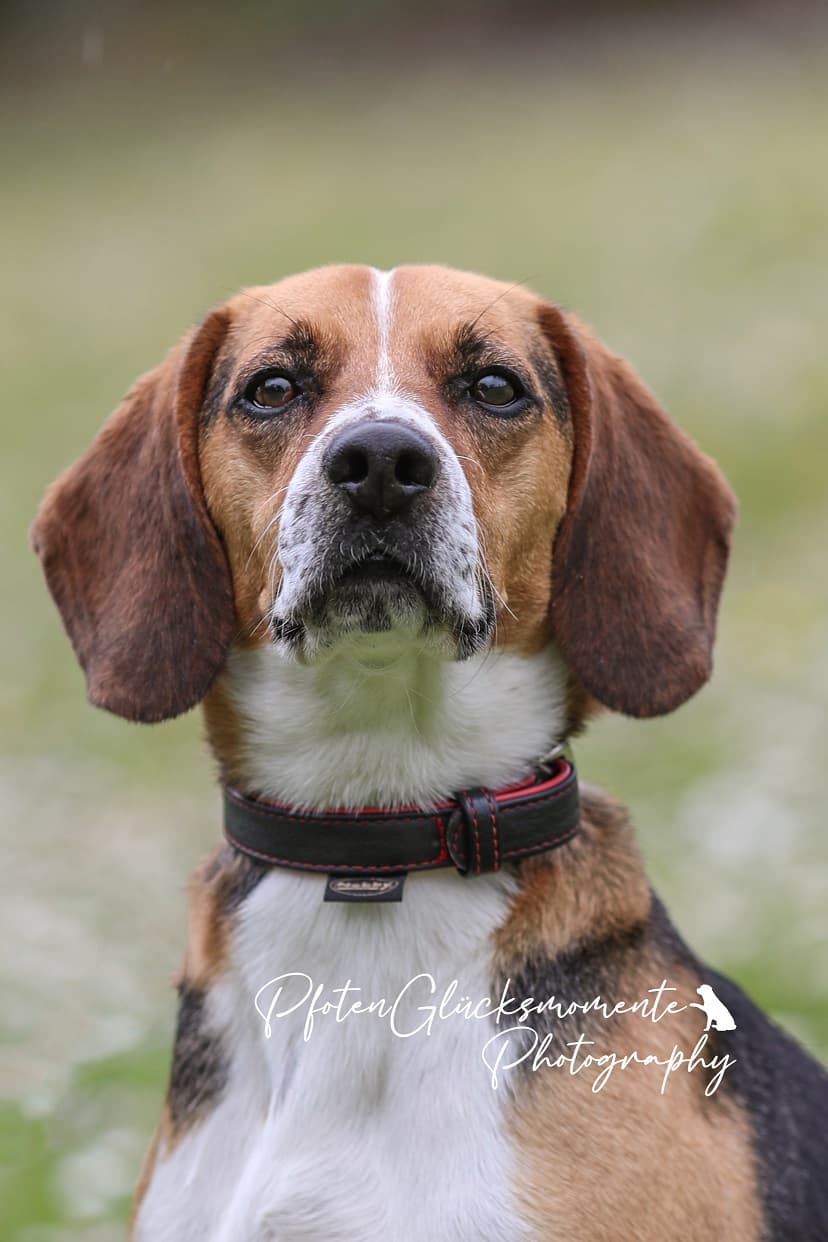 Timo - Beagle - Bild 3