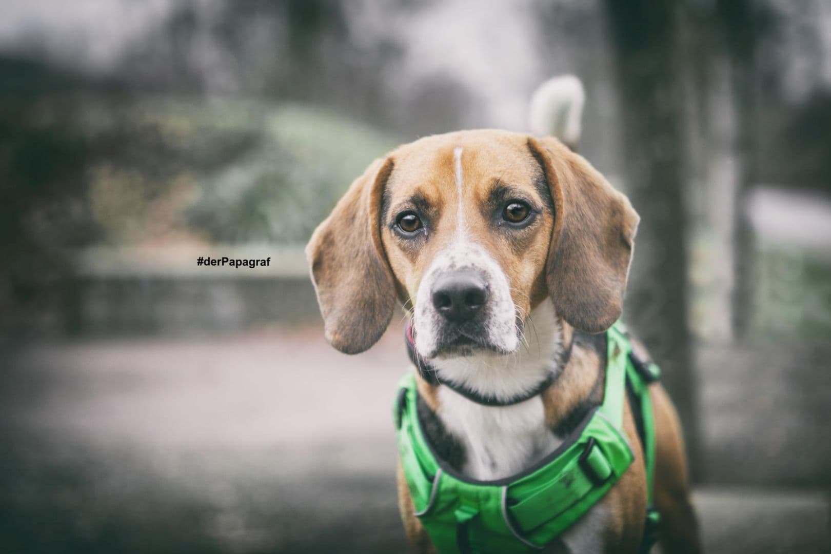 Timo - Beagle - Bild 9