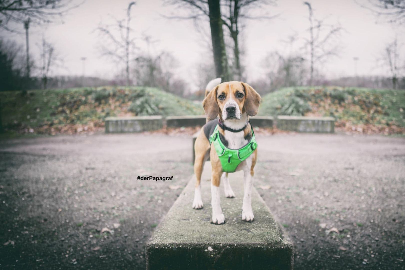 Timo - Beagle - Bild 15