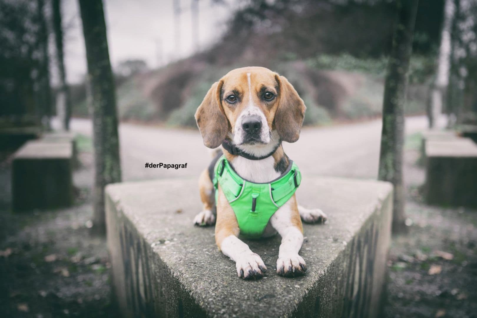 Timo - Beagle - Bild 13