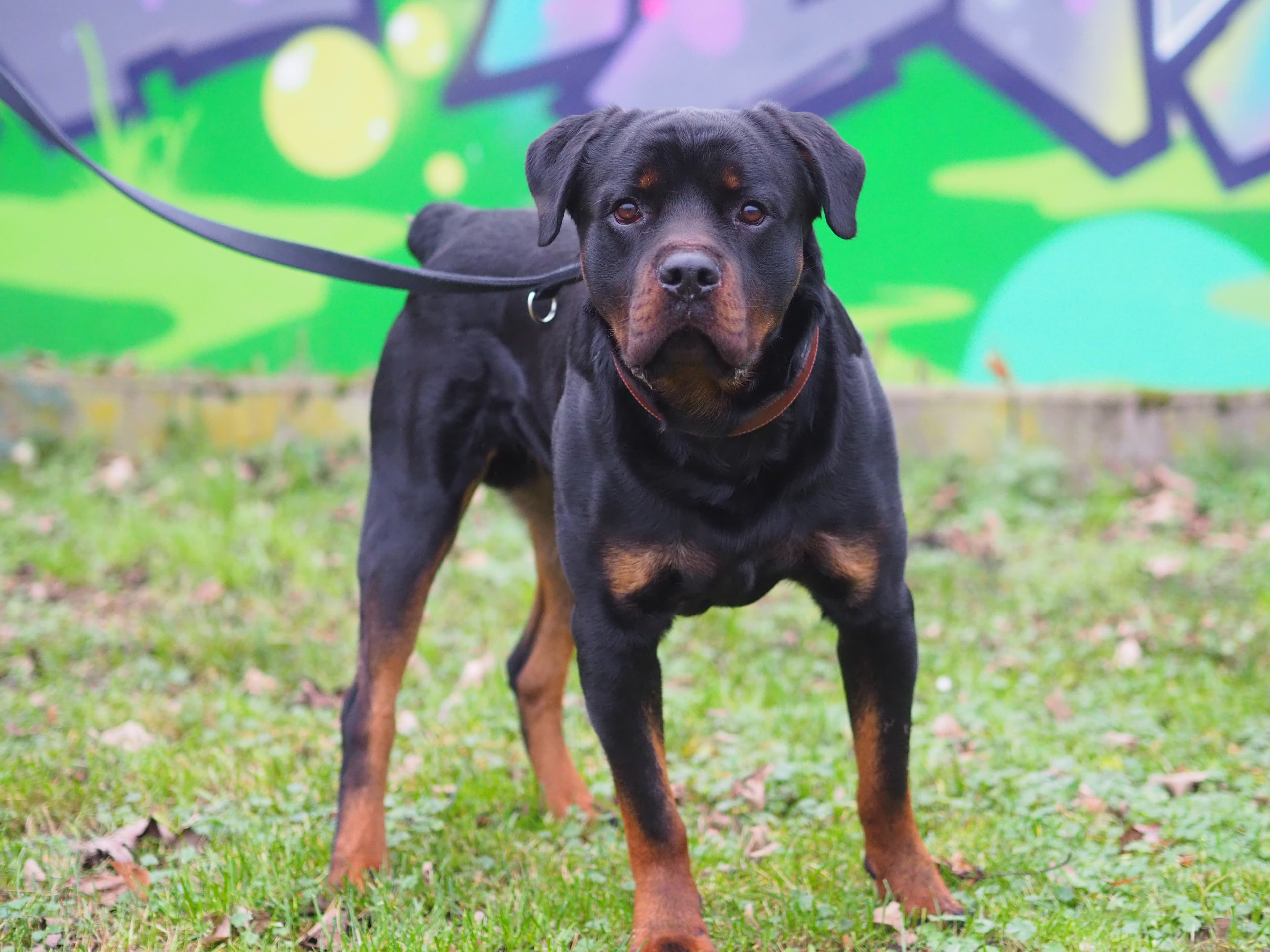 Githar - Rottweiler - Bild 5