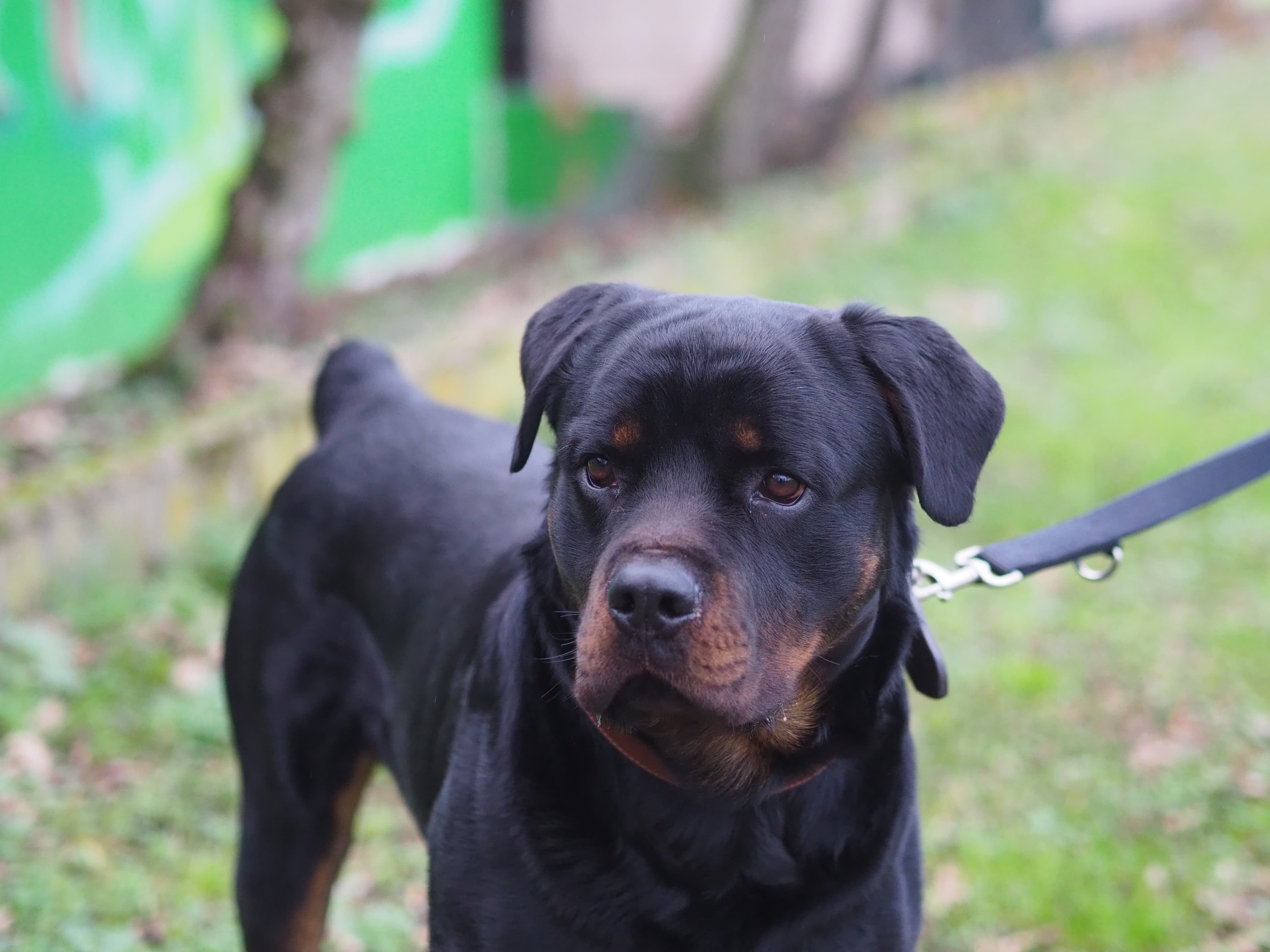 Githar - Rottweiler - Bild 1
