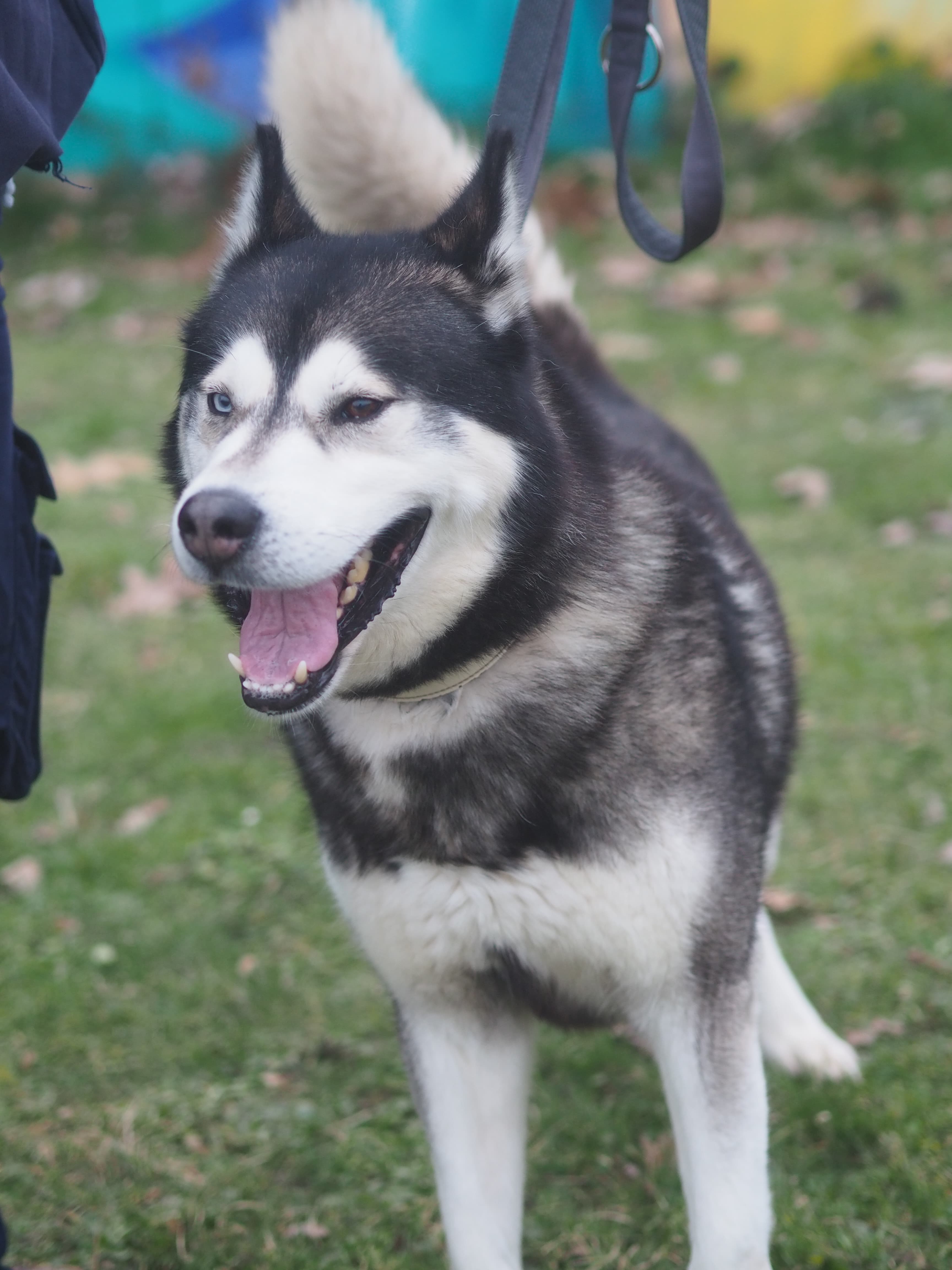 Bolto - Siberian Husky - Bild 5