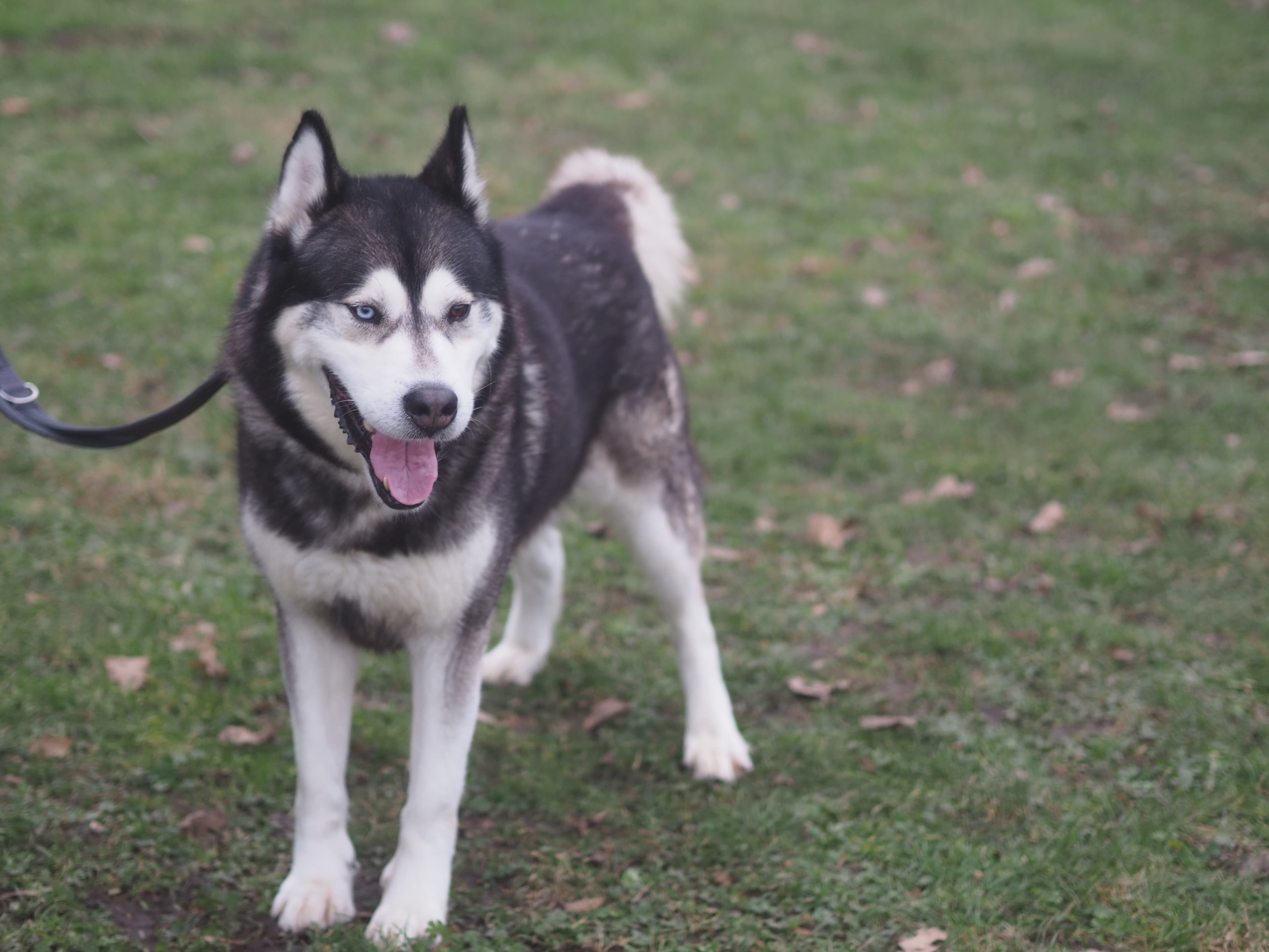 Siberian Husky Bolto