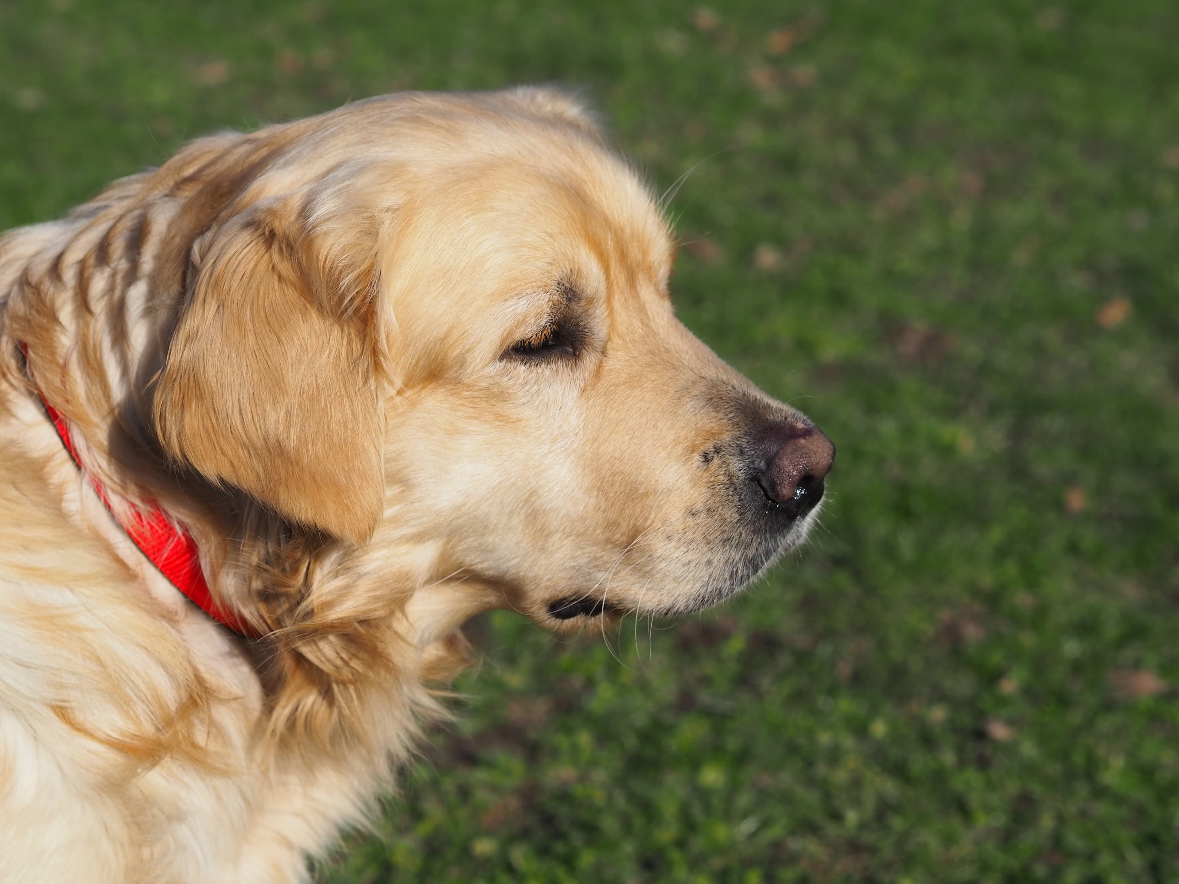 Nelson - Golden Retriever - Bild 1