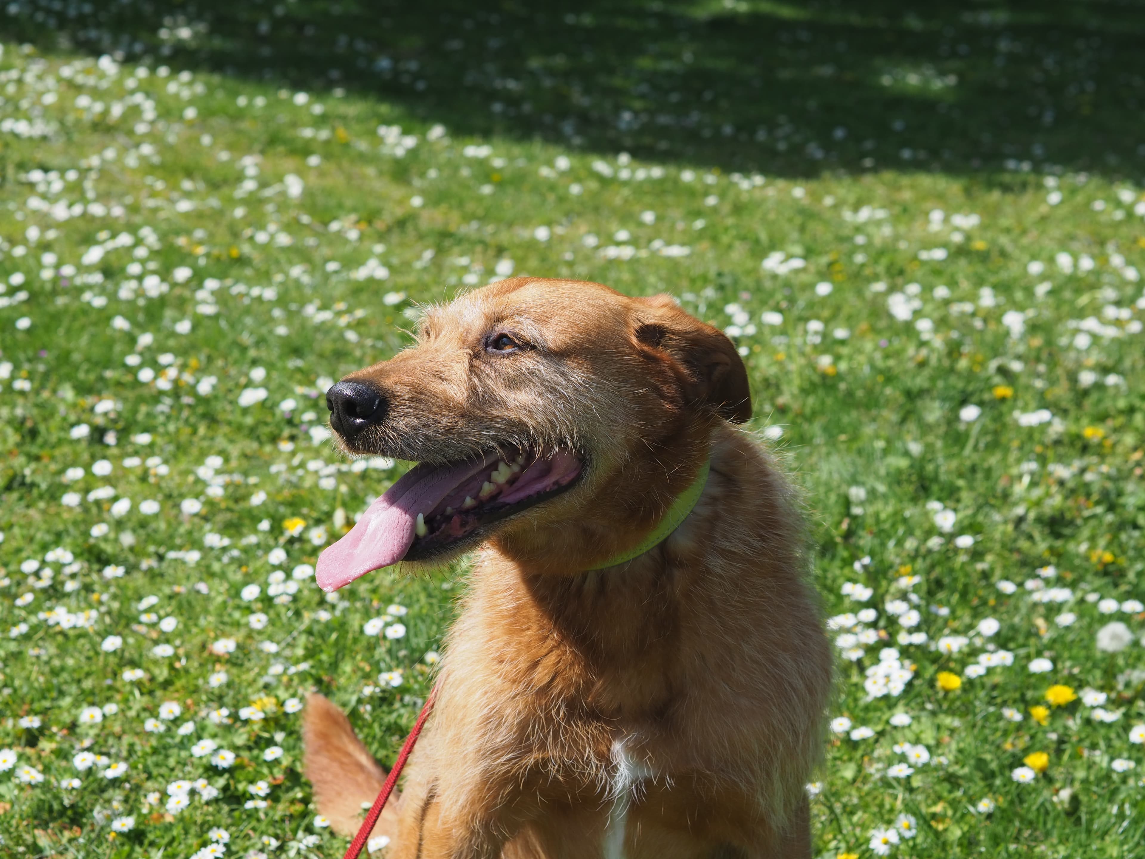 Kap - Riesenschnauzer - Bild 5