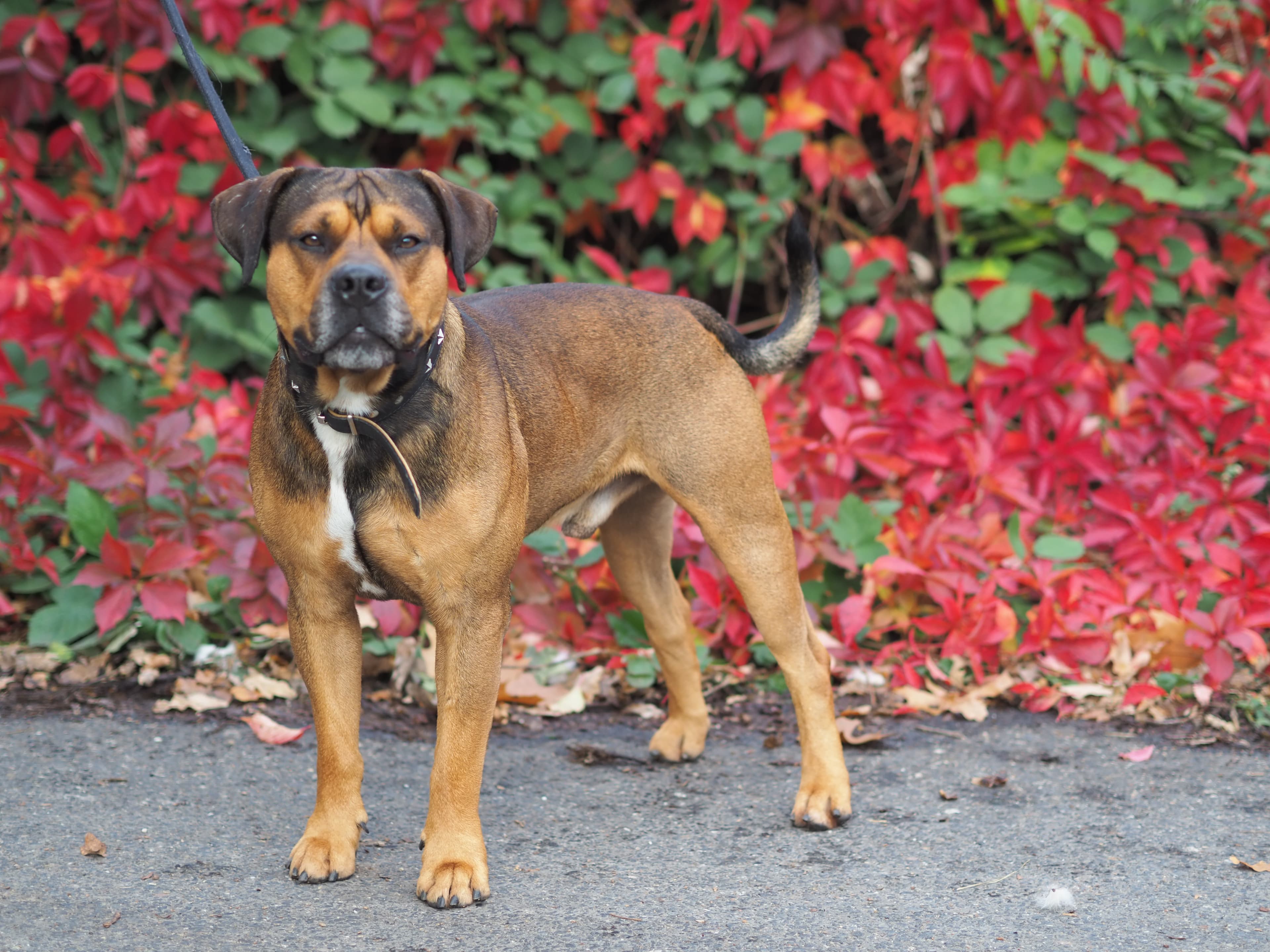 Milano - Rottweiler - Bild 1