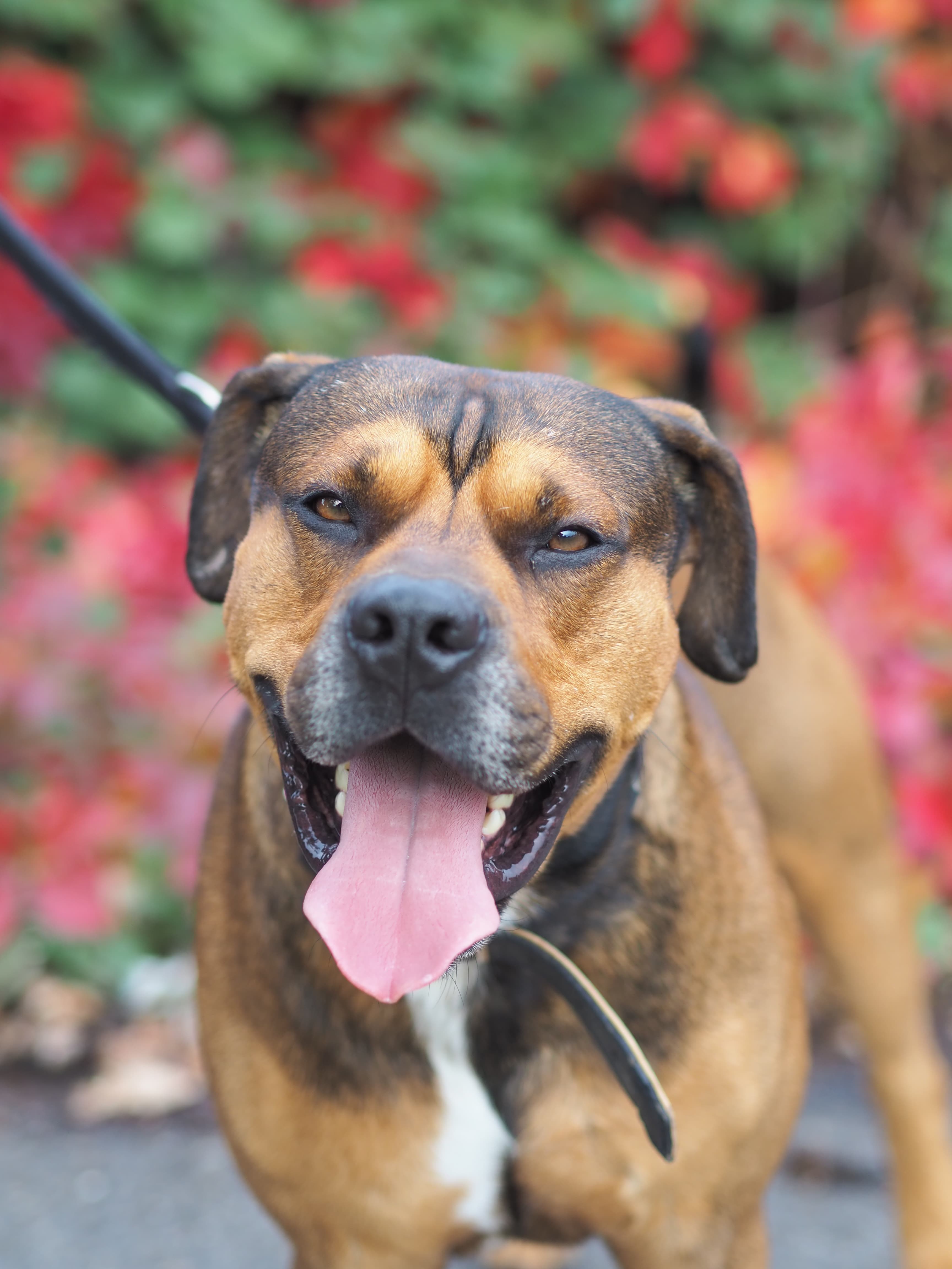 Milano - Rottweiler - Bild 4