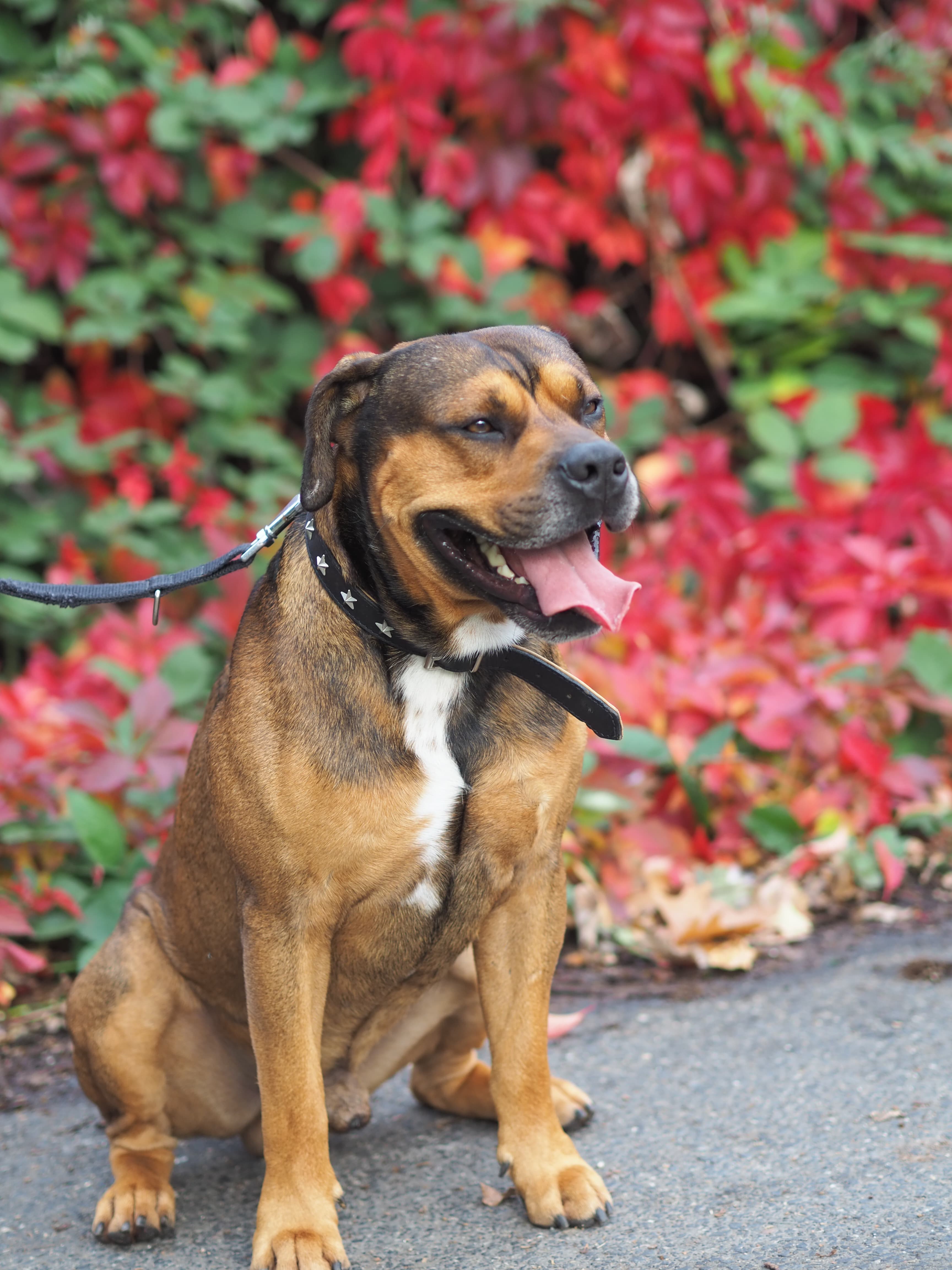 Milano - Rottweiler - Bild 8