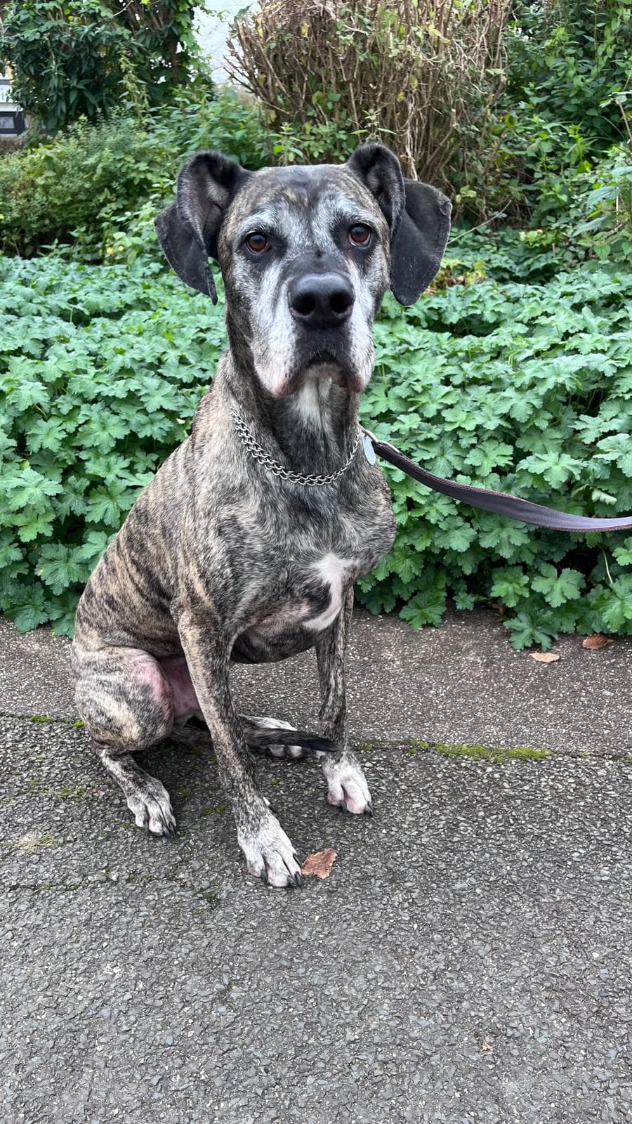 Deutsche Dogge-Mix Odin