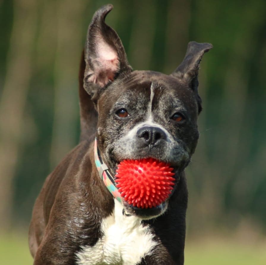 Deutscher Boxer, Dackel Bombay