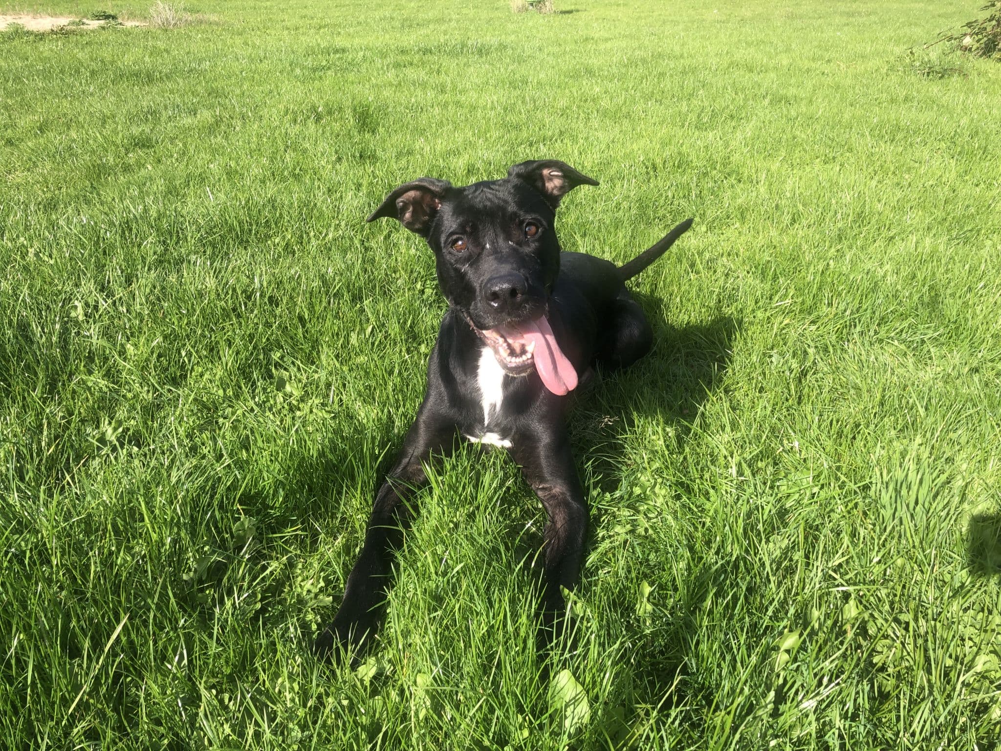 Brutus - Deutsche Dogge, Cane Corso Italiano - Bild 11