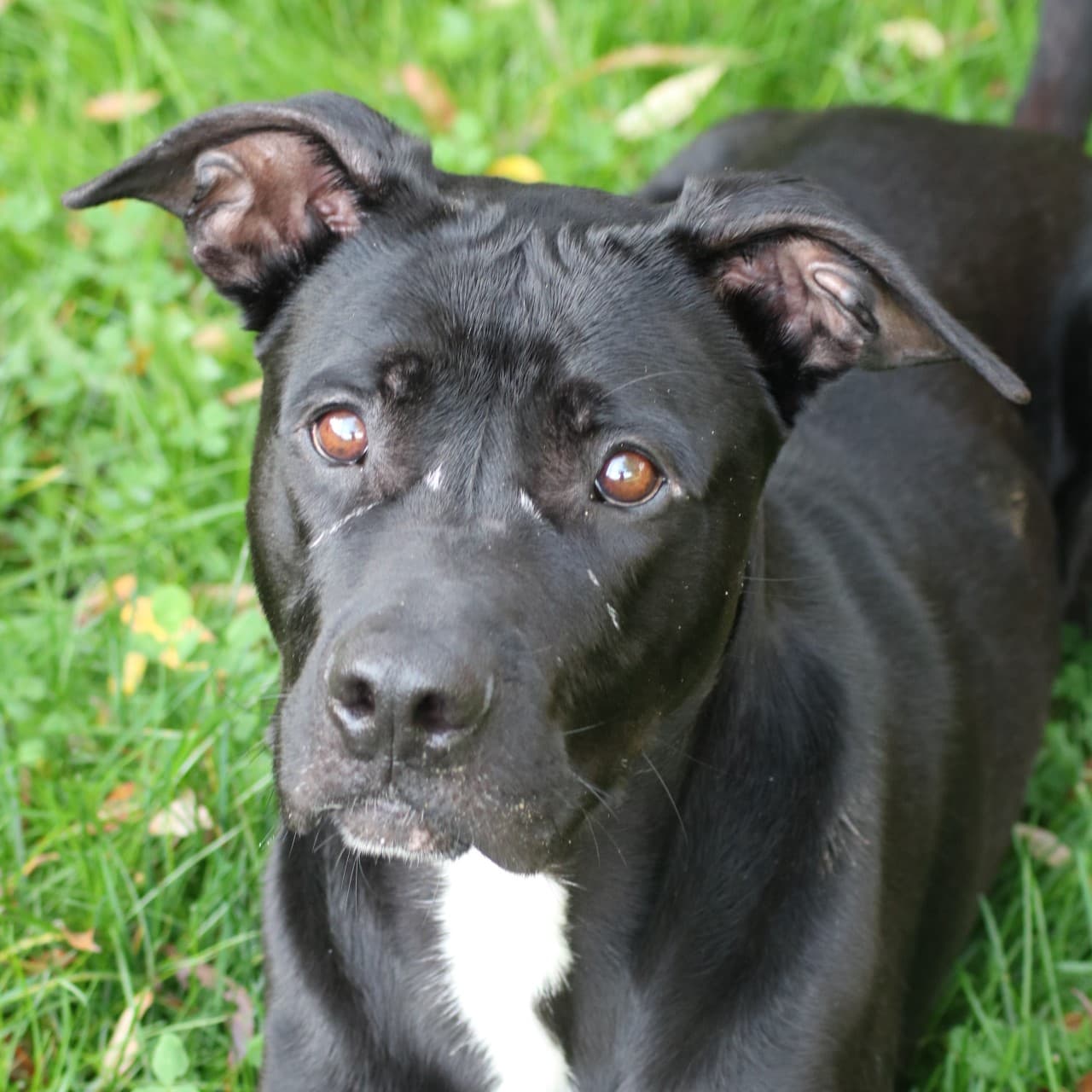 Deutsche Dogge, Cane Corso Italiano Brutus