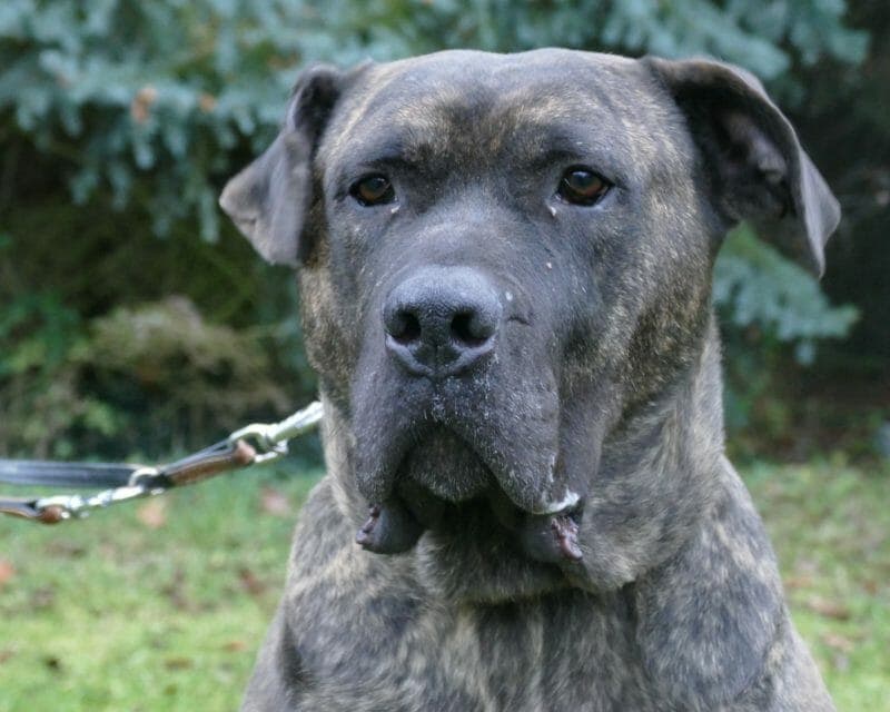 Thyson - Cane Corso Italiano - Bild 7