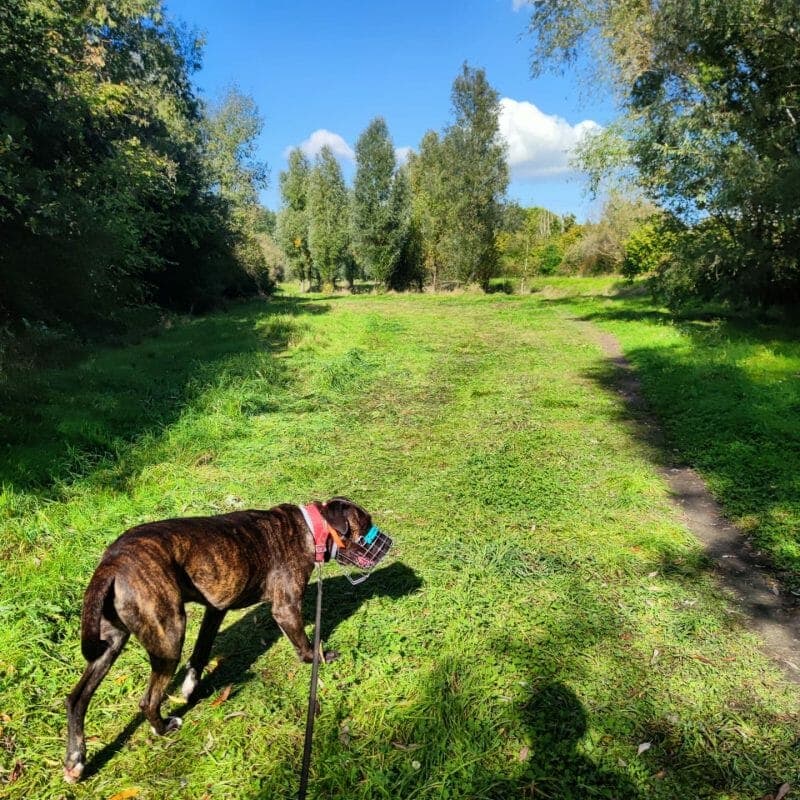 Thyson - Cane Corso Italiano - Bild 5