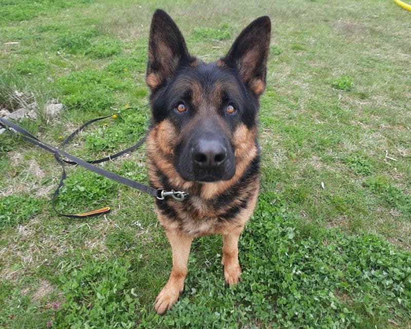 Sharek - Deutscher Schäferhund - Bild 6