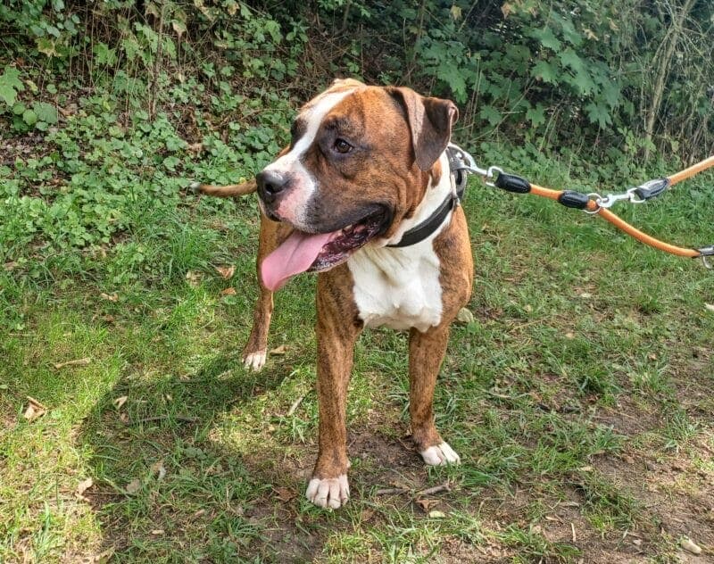 Maylo - Englische Bulldogge - Bild 5