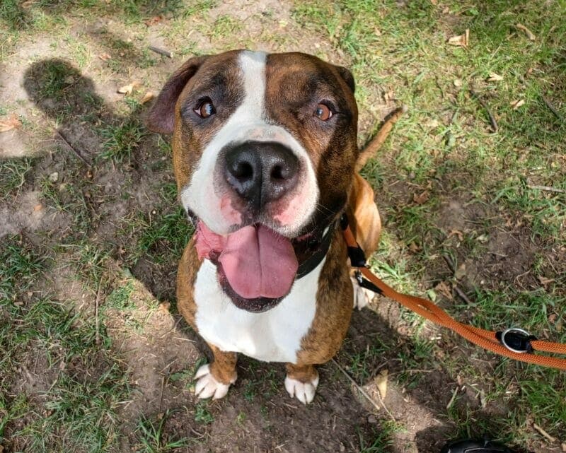 Englische Bulldogge-Mix Maylo