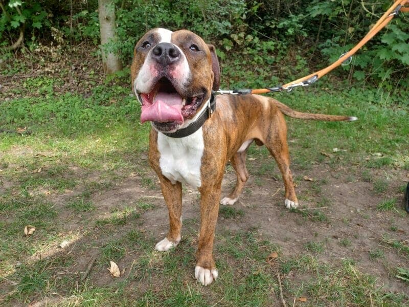 Maylo - Englische Bulldogge - Bild 3