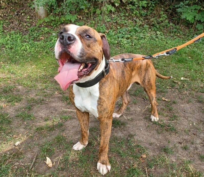 Maylo - Englische Bulldogge - Bild 4