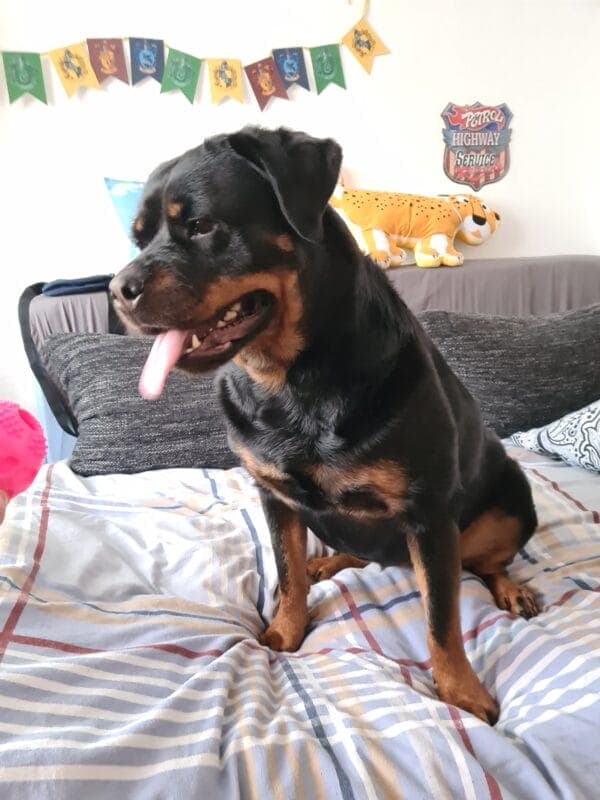 Athena - Deutsche Dogge - Bild 2