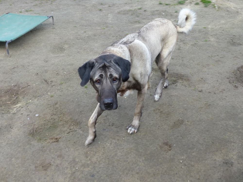 Pascha - Kangal-Hirtenhund - Bild 5