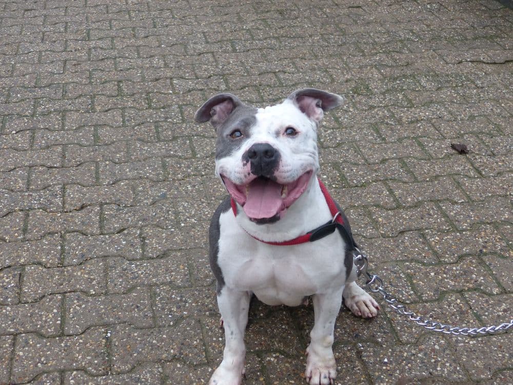 Unbekannt - Staffordshire Bullterrier - Bild 8