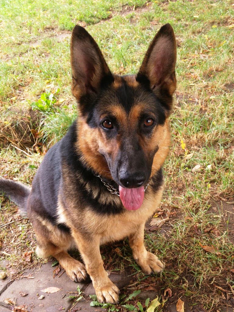 Chief - Deutscher Boxer - Bild 5