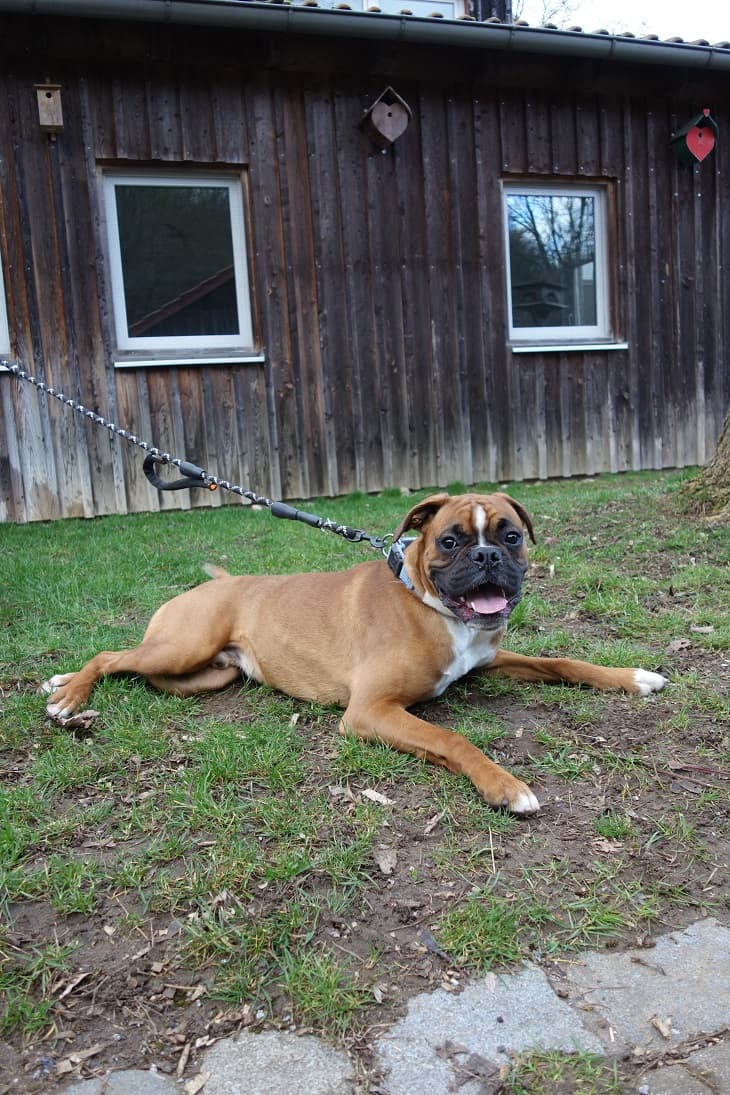 Mike - Deutscher Boxer - Bild 3