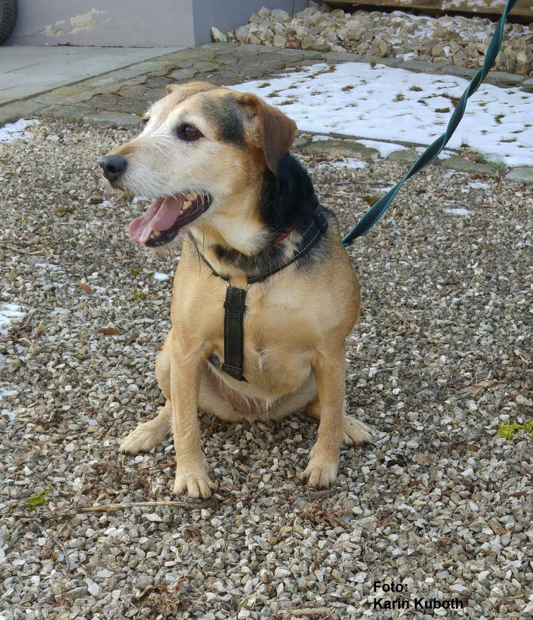 Chief - Deutscher Boxer - Bild 3