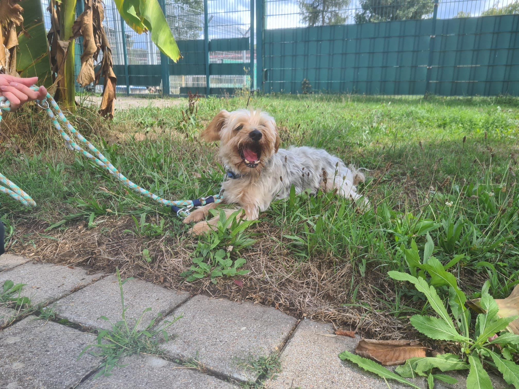 Yorkshire Terrier Yordi