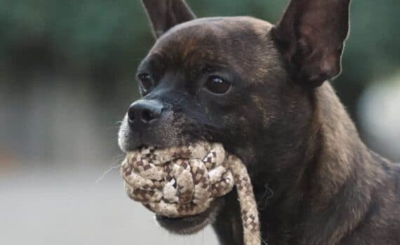 Mara - Rottweiler - Bild 8