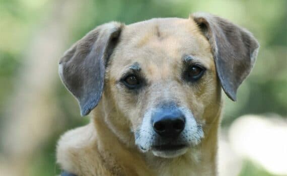 Gismo - Siberian Husky - Bild 8