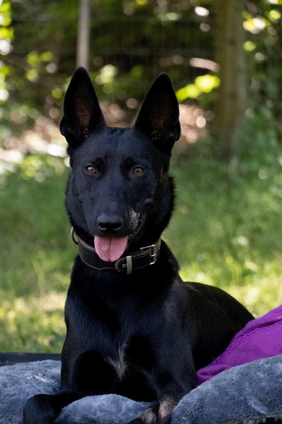 Greta - Deutscher Schäferhund - Bild 17