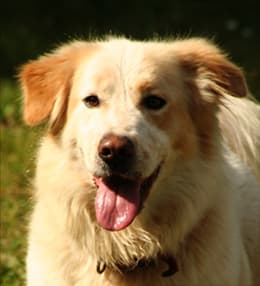 Rhodesian Ridgeback-Mix Falco