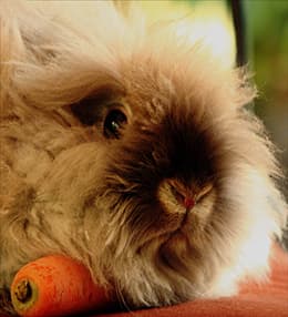 Falco - Rhodesian Ridgeback - Bild 4