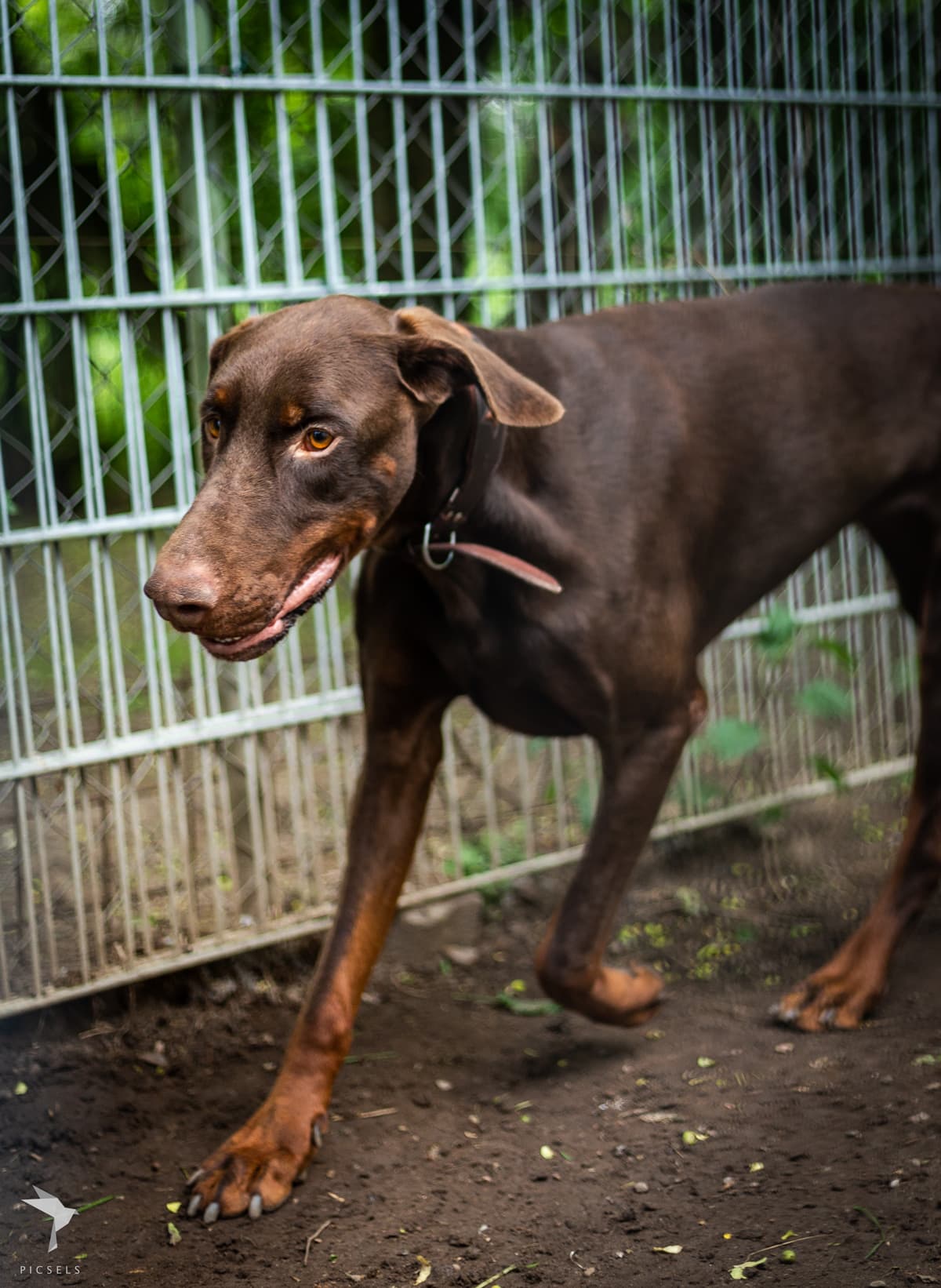 Carlos - Dobermann - Bild 3