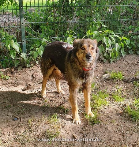Border Collie-Mix Lando