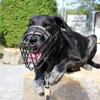 Neo - Labrador Retriever - Bild 6