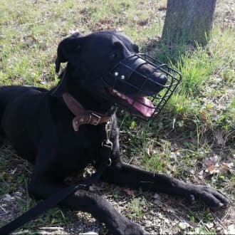 Neo - Labrador Retriever - Bild 9