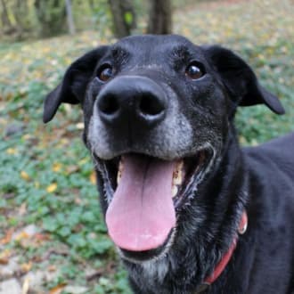 Neo - Labrador Retriever - Bild 8