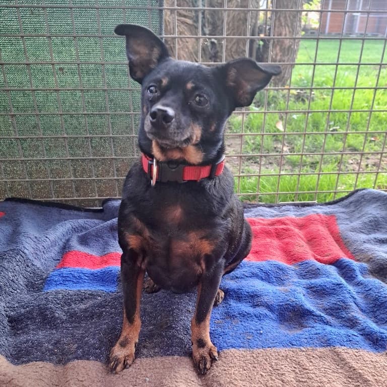 Spike - Zwergpinscher - Bild 6