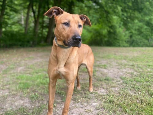 Anton - Rhodesian Ridgeback - Bild 2